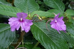 Impatiens pulcherrima